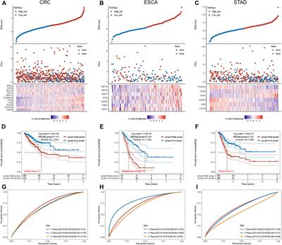 Systematic Analysis of Molecular Characterization and Clinical Relevance of Liquid–Liquid Phase Separation Regulators in Digestive System Neoplasms